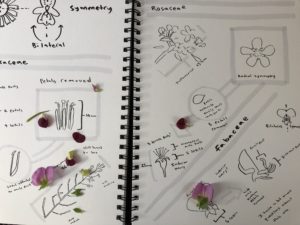 Botany basics on a nature journal page fro drawing flowers