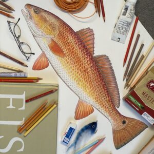 fish illustration and fish science illustration by Paul Vecsei