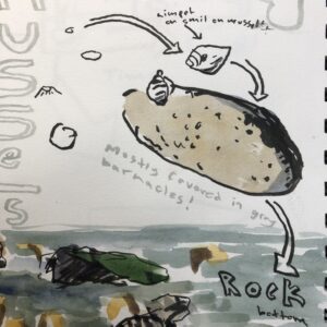 Intertidal zone nature journaling page