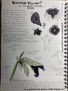 A nature journal page for inktober nature journal showing several sketches of black flowers and a bunch of questions and notes about black flowers, whether they exist, what makes the color black etc.