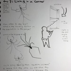 A nature journal page for inktober prompt something living in a corner. I found some spiders, i think they are daddy long legs. I tried drawing several of them and there is a drawing showing there location as well as notes and questions about them