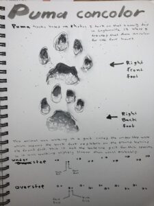On this nature journal page you can see an ink drawing of mountain lion tracks and writing describing the track. I used water soluble ink and a pentel brush pen. This is part of the #inktobernaturejournal month long challenge.