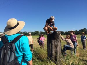 nature journaling for beginners