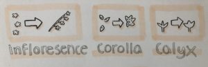 flower drawing diagram showing inflorescence, calyx, and corolla