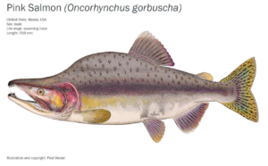 Pink Salmon Illustration by Paul Vecsei