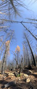 here is a view of an aread that burned in the North Complex Fire and some green regrowth from a shrub that survived