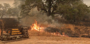 nature journaling after a fire in Annadel State Park