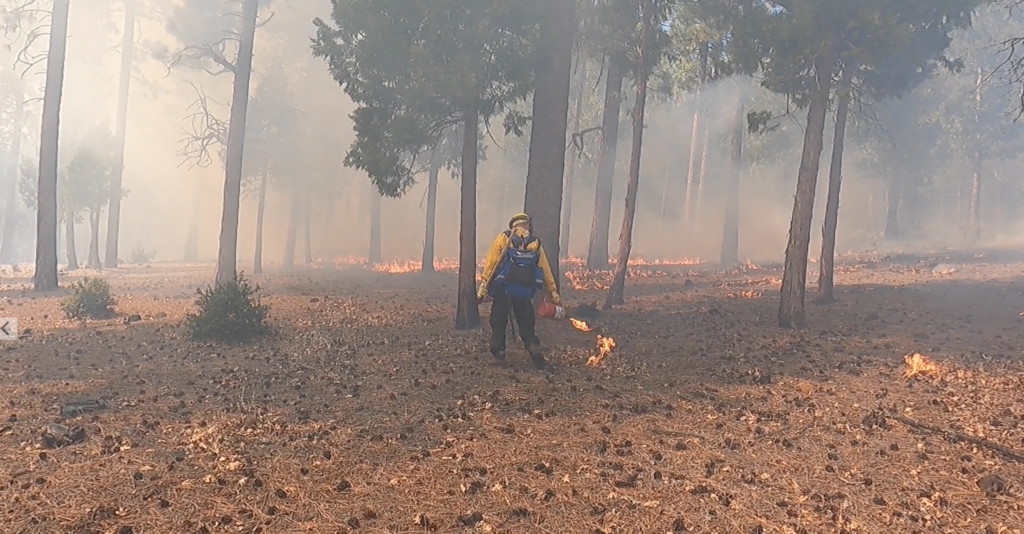 participant in a prescribed burn putting down fire with a drip torch