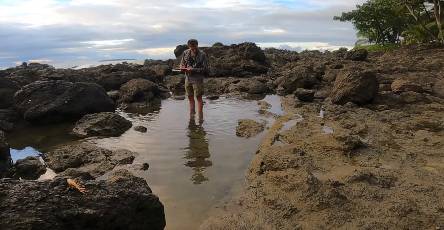 How to Nature Journal Tidepools in Costa Rica