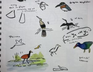 birding and nature journaling an example of a nature journal page from a birding trip in costa rica