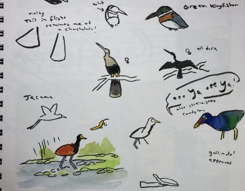 Nature Journaling and Birding: Becoming a Better Birder