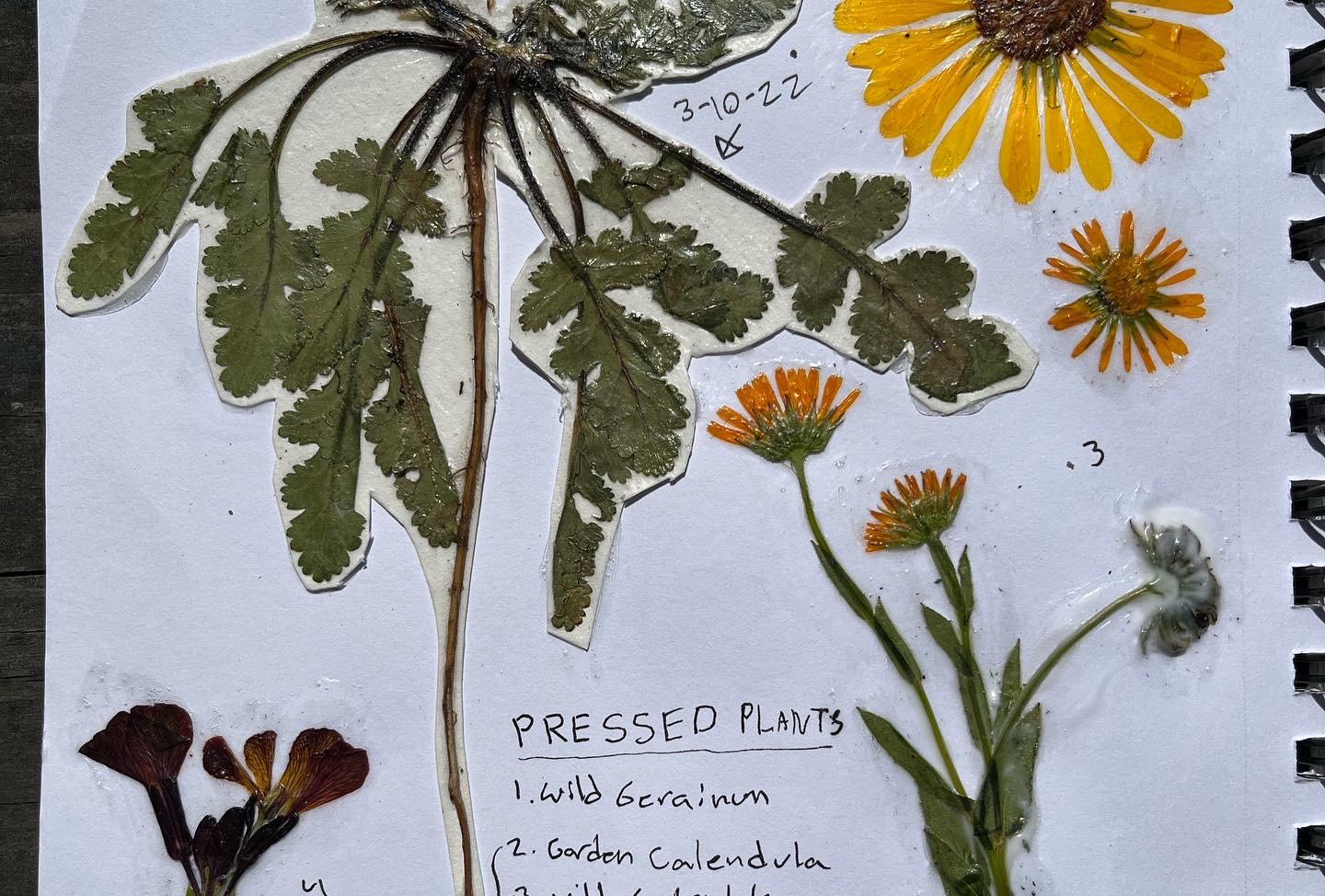 Another example of flower pressing and nature journaling that shows several common weedy plants that have been attached in using mod podge and using mod podge as a protective sealant.