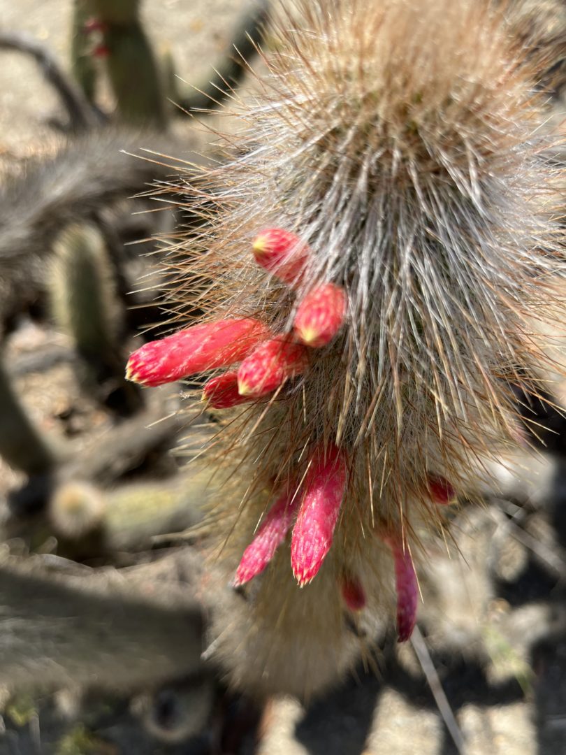 nature journaling san diego more cactus flowers from the desert garden at Balboa Park