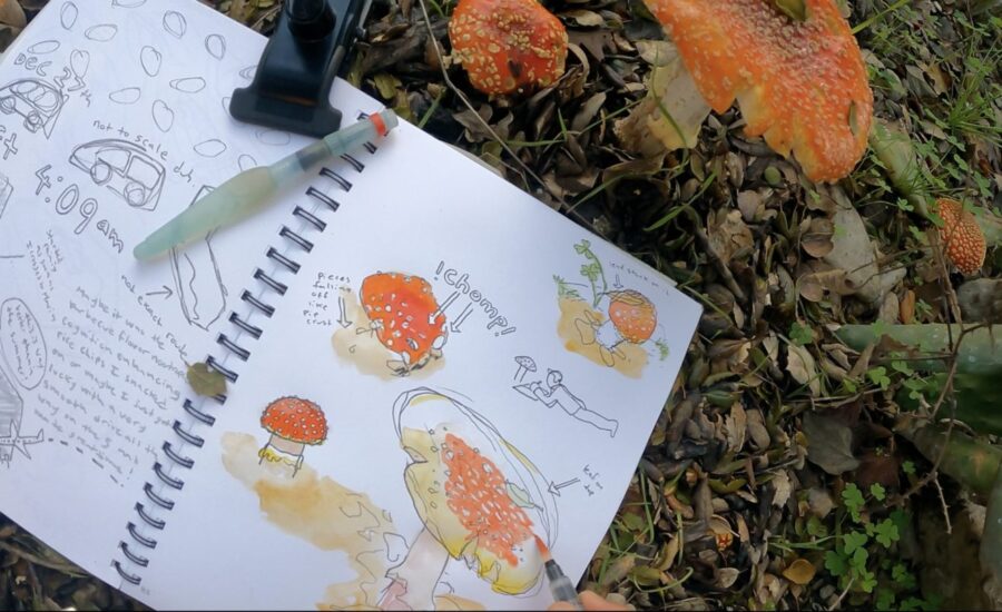 nature journal mushrooms