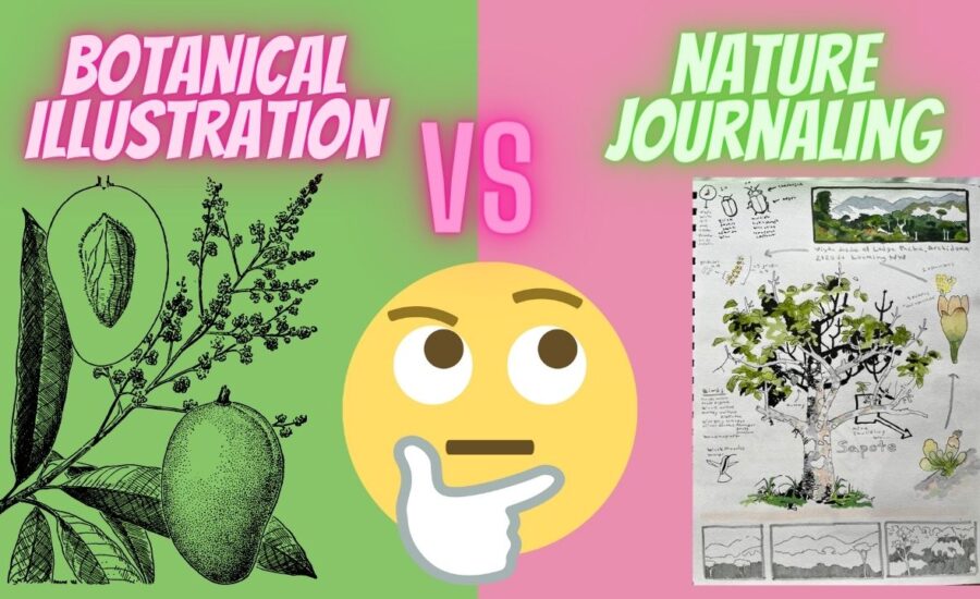 botanical illustration and nature journaling