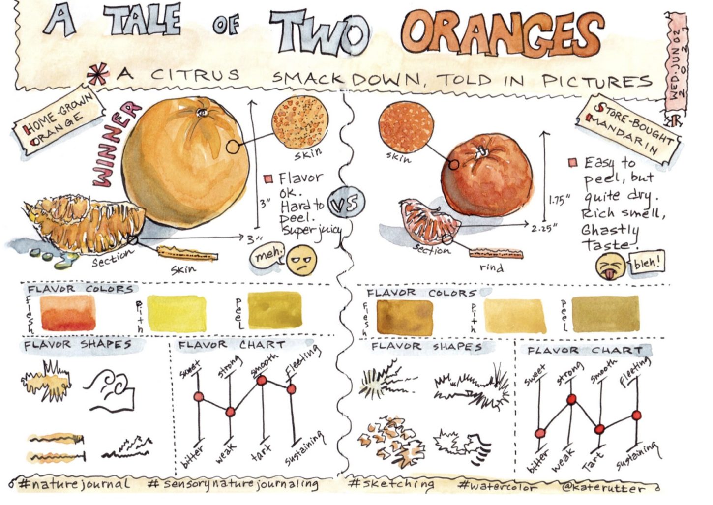 a page by kate rutter showing images and words describing the taste, smell, touch and appearance of two different oranges