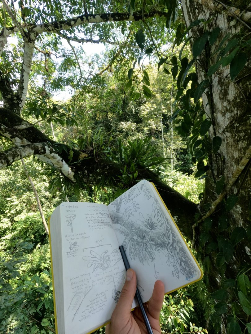 nature journaling in the canopy