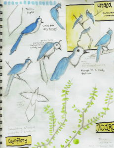 birding and nature journaling combined can help you learn more about common birds and enjoy drawing them. This is an example of a nature journal page where I focused on a common "trash bird" in Costa Rica that most birders would have not paid much attention to.