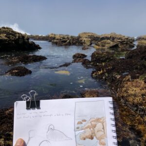 nature journaling at the beach tidepools