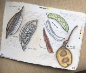 Botanical Art page in nature journal