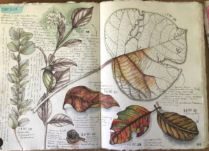 botanical art and nature journaling page by Dion Dior