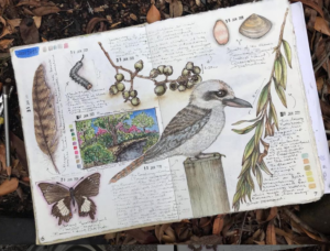 Botanical Art combined with other nature journaling subjects in australia