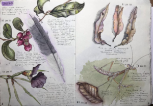 botanical art and other nature journaling