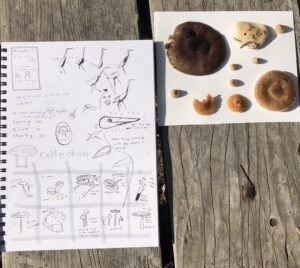 A nature journal collection showing different species of mushrooms