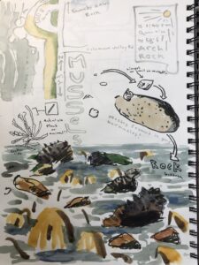 Intertidal zone nature journal page