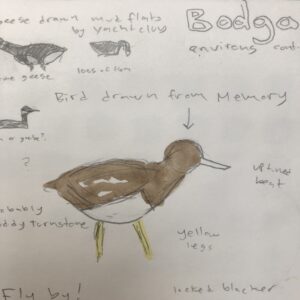 bird memory drawing in the intertidal zone