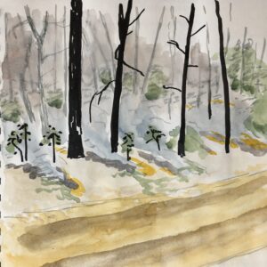 nature journaling prescribed fire using a brush pen with gray and black ink to create the feeling of smoke