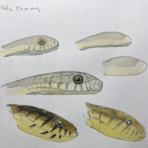 nature journaling reptiles example page showing snake drawings I did from life of captive amazonian puffing snake
