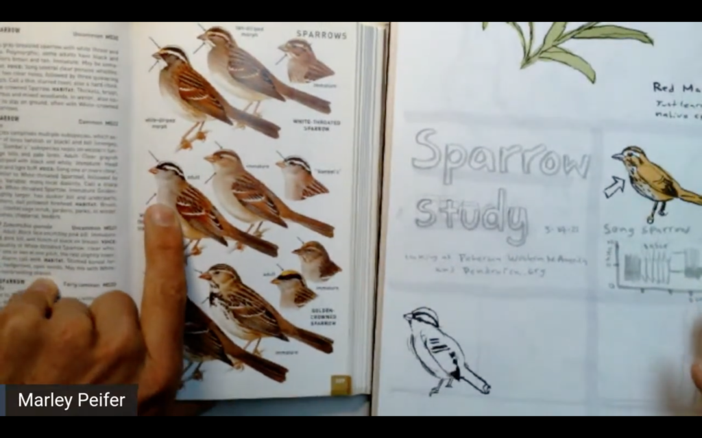 Marley uses Petersons for his Sparrow Study