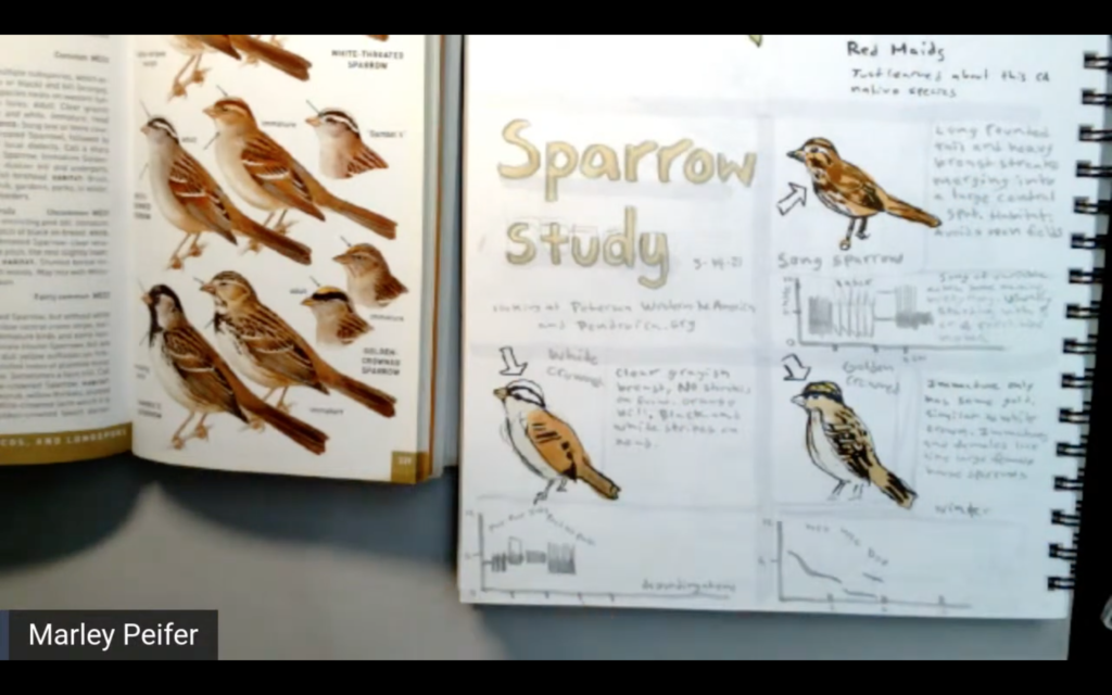 birding homework sparrow study