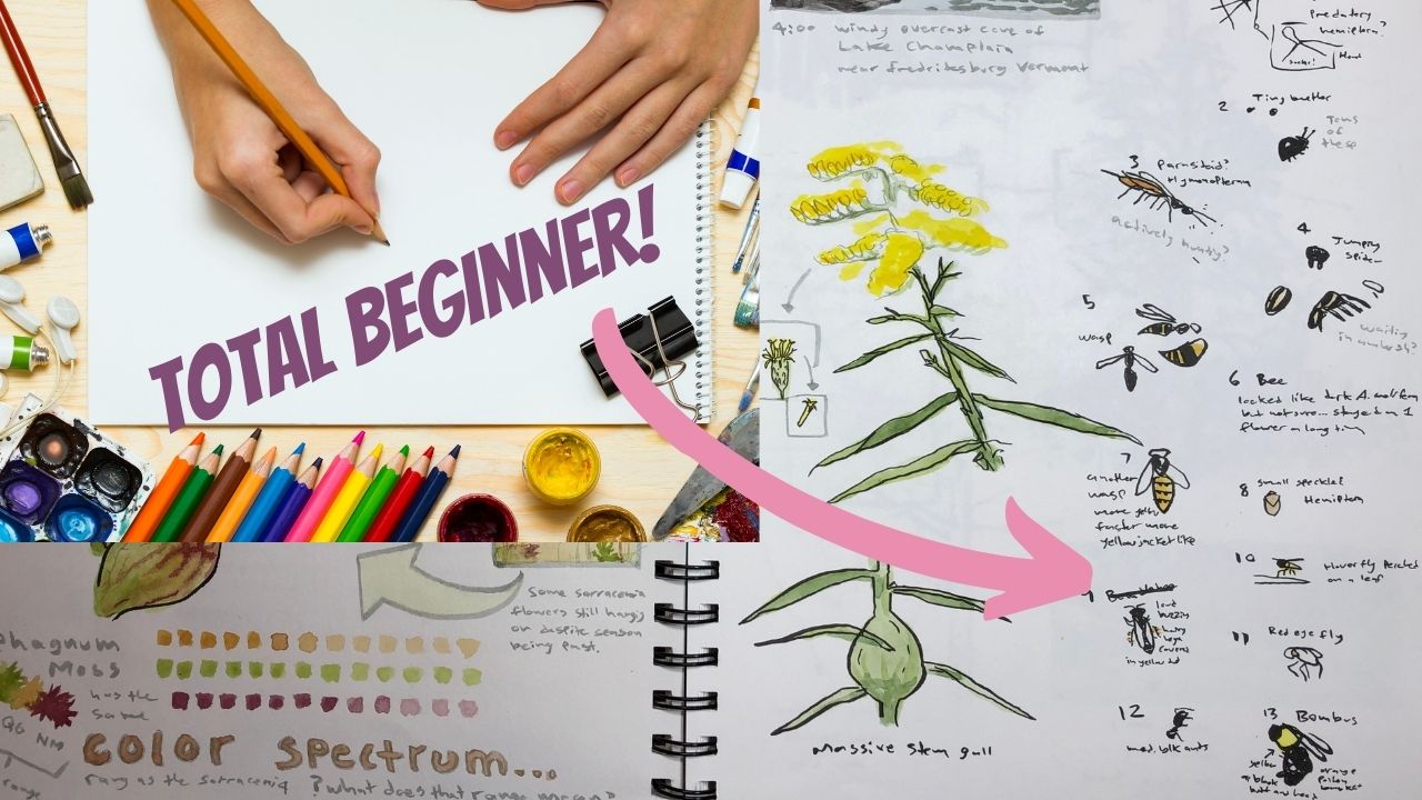 Getting Started With Nature Journaling: Assembling Your Sketching Toolkit -  Choosing Pens, Watercolors and Colored Pencils (Part 2)