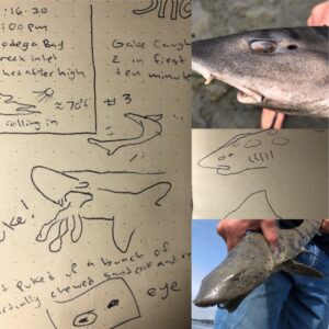 photos and nature journal page showing a leopard shark drawin with ink