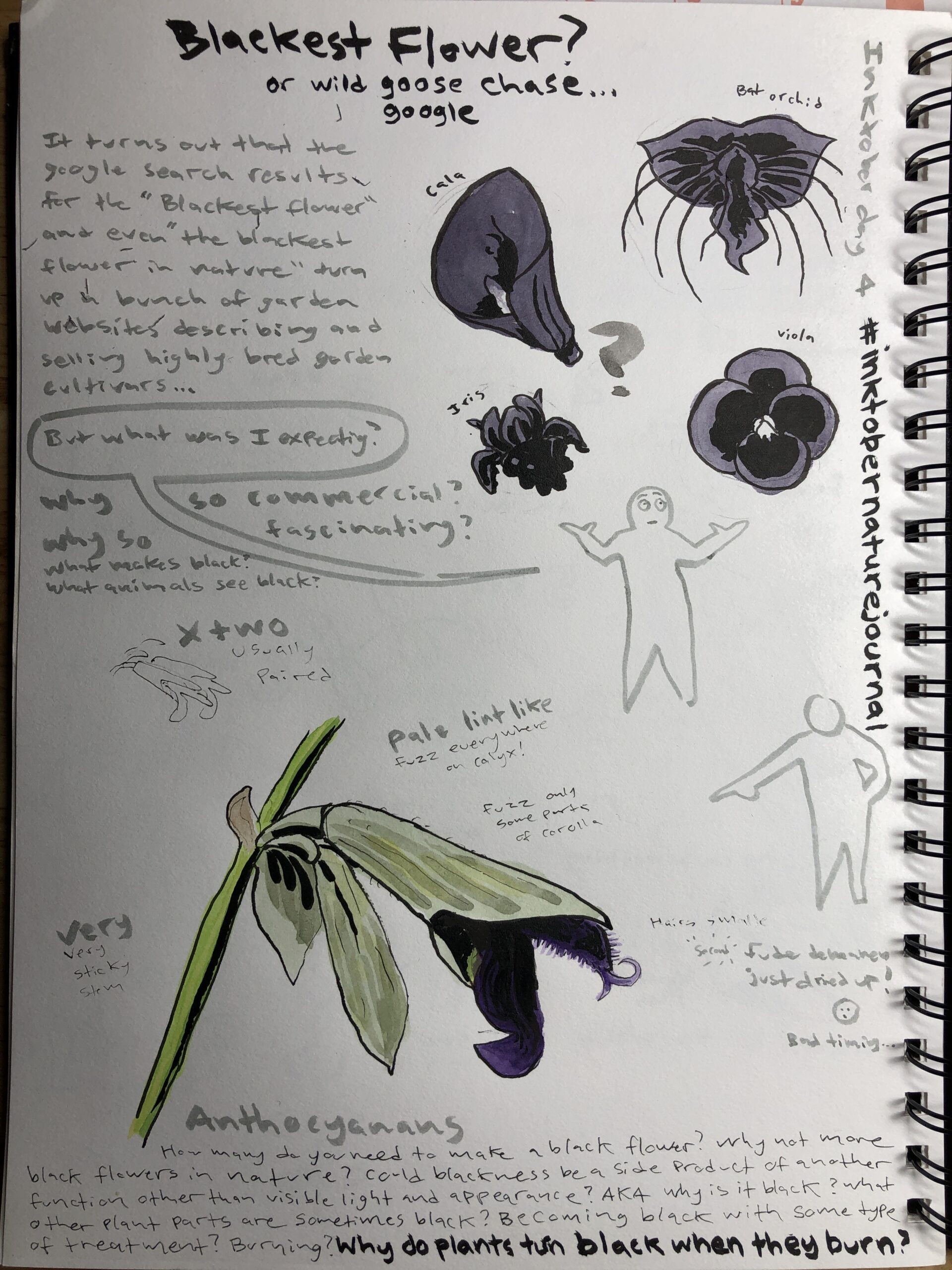 Inktober For Nature Journals Week One Marley Peifer