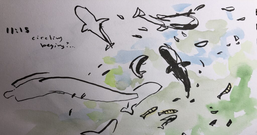 nature journal page showing a school of fish drawn with ink and watercolor from life at the aquarium of the california academy of sciences