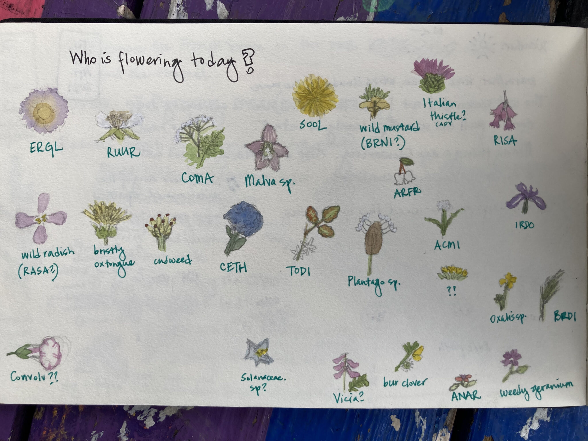 Native Plants Restoration And Nature Journaling Marley Peifer