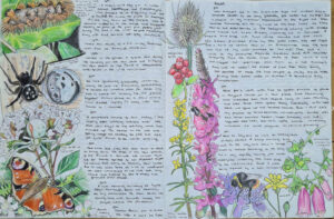 art journaling and nature journaling example page from the country diary of Alex Boon showing flowers, insects, and colored pencil botanical drawings next to his diary describing walks in the English countryside