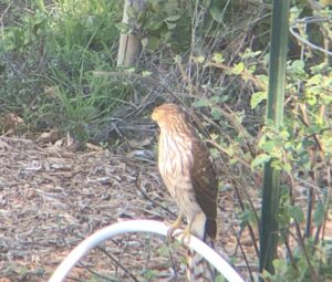 nature journaling and birding combined will help you see more birds. in this photo you can see an accipiter in my garden.