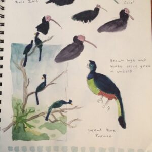 nature journaling and birding example page 