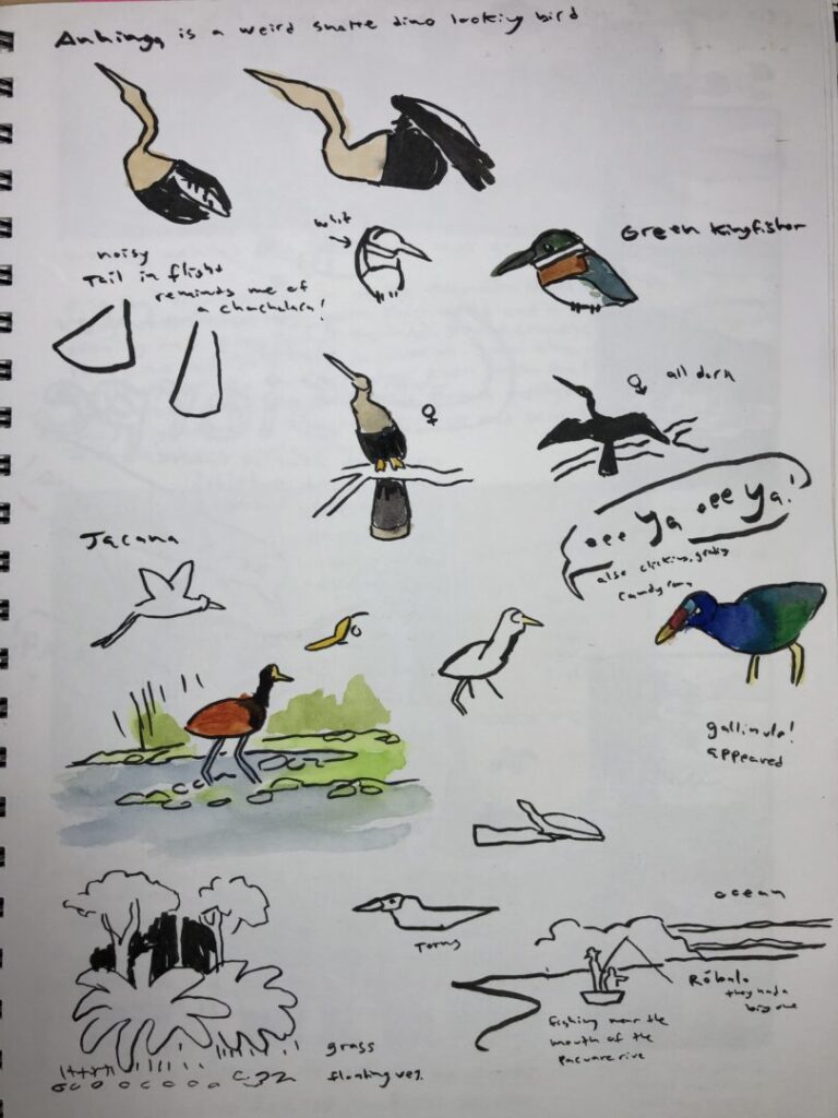 birding and nature journaling an example of a nature journal page from a birding trip in costa rica