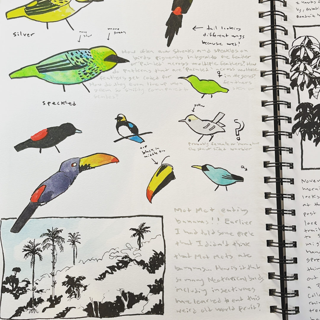 nature journaling in costa rica example nature journal pages
