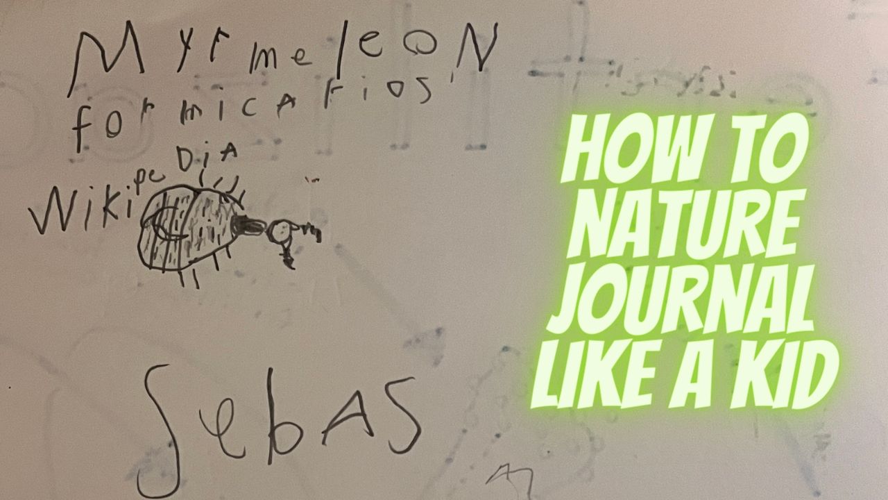 How to Nature Journal Like a Kid!