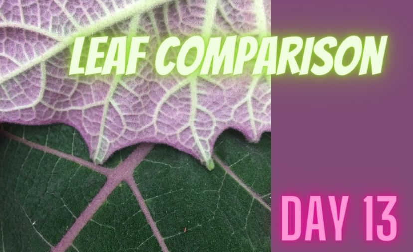 Leaf Comparison: Challenge Day Thirteen