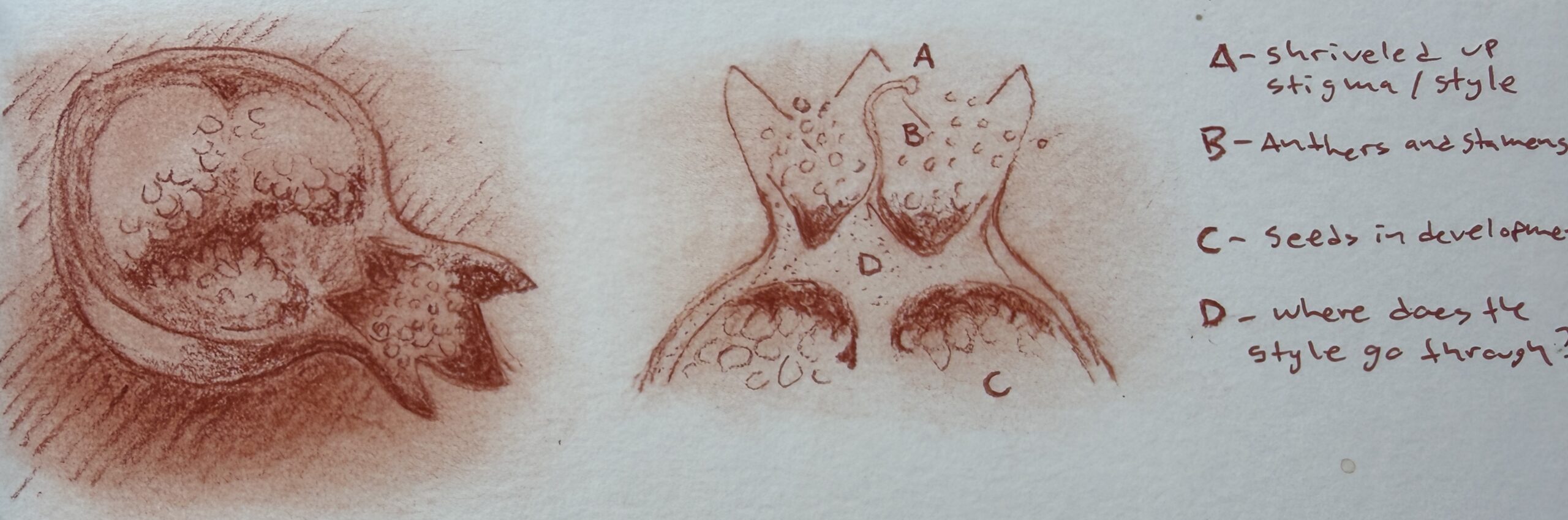 If you can’t dissect cadavers….