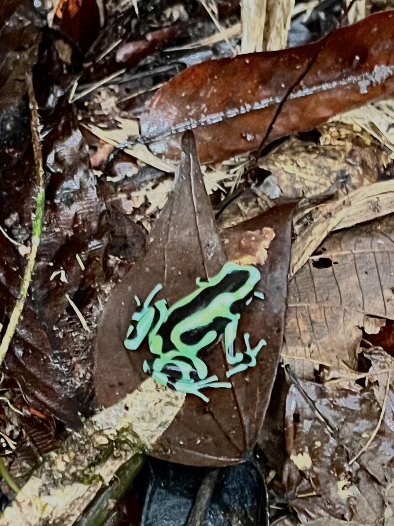 A colorful poison dart frog that I was able to nature journal in this part of costa rica 