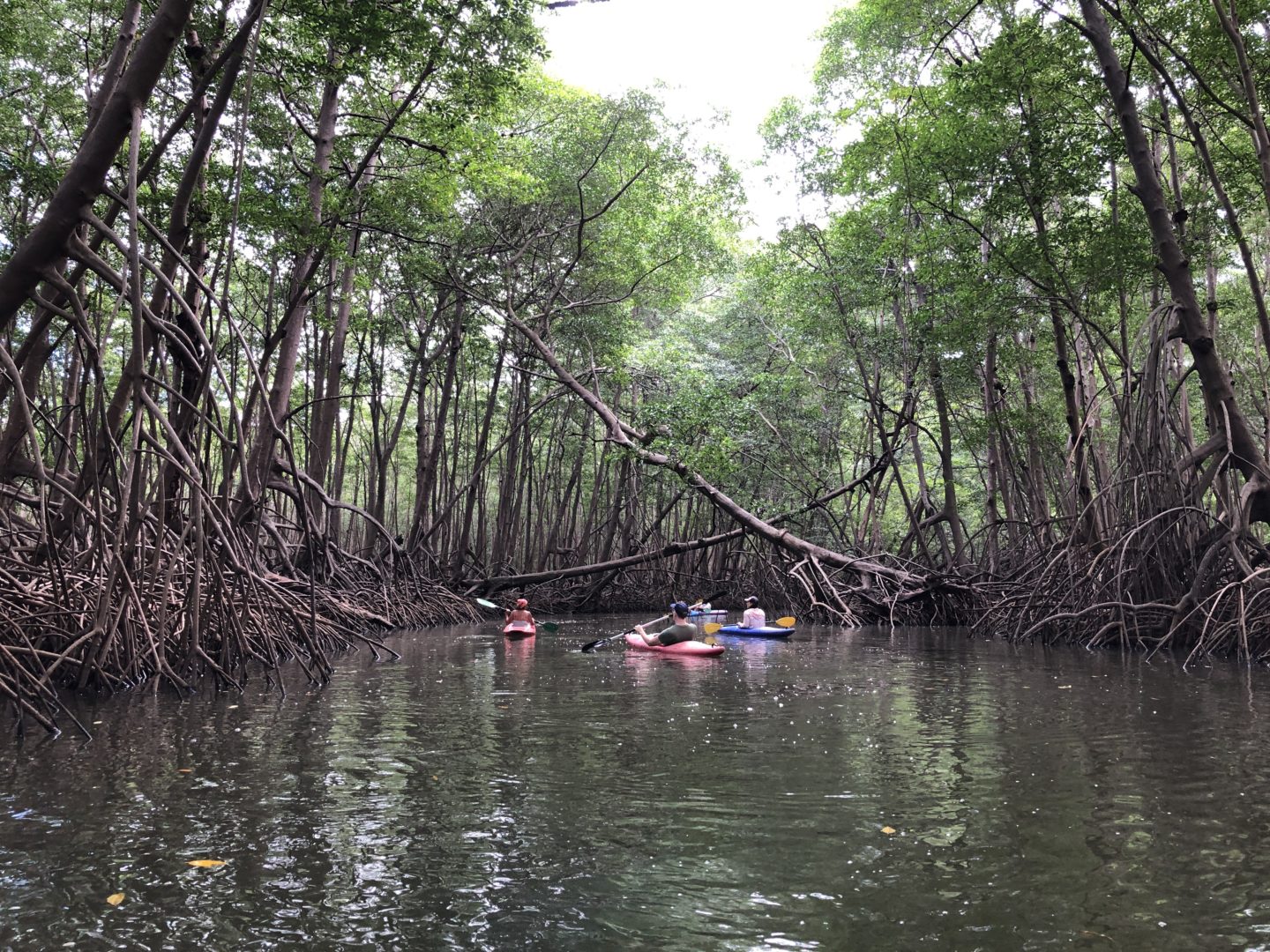 people kayaking in a mangrove estuary in costa rica