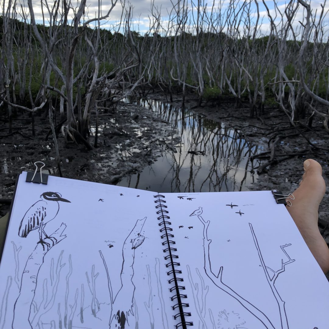 an open nature journal with sketches of the dramatic dead mangrove trees in the estuary with birds showing nature journaling in costa rica